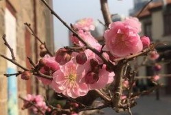 最新爆料花花,揭秘明星背后的生活点滴